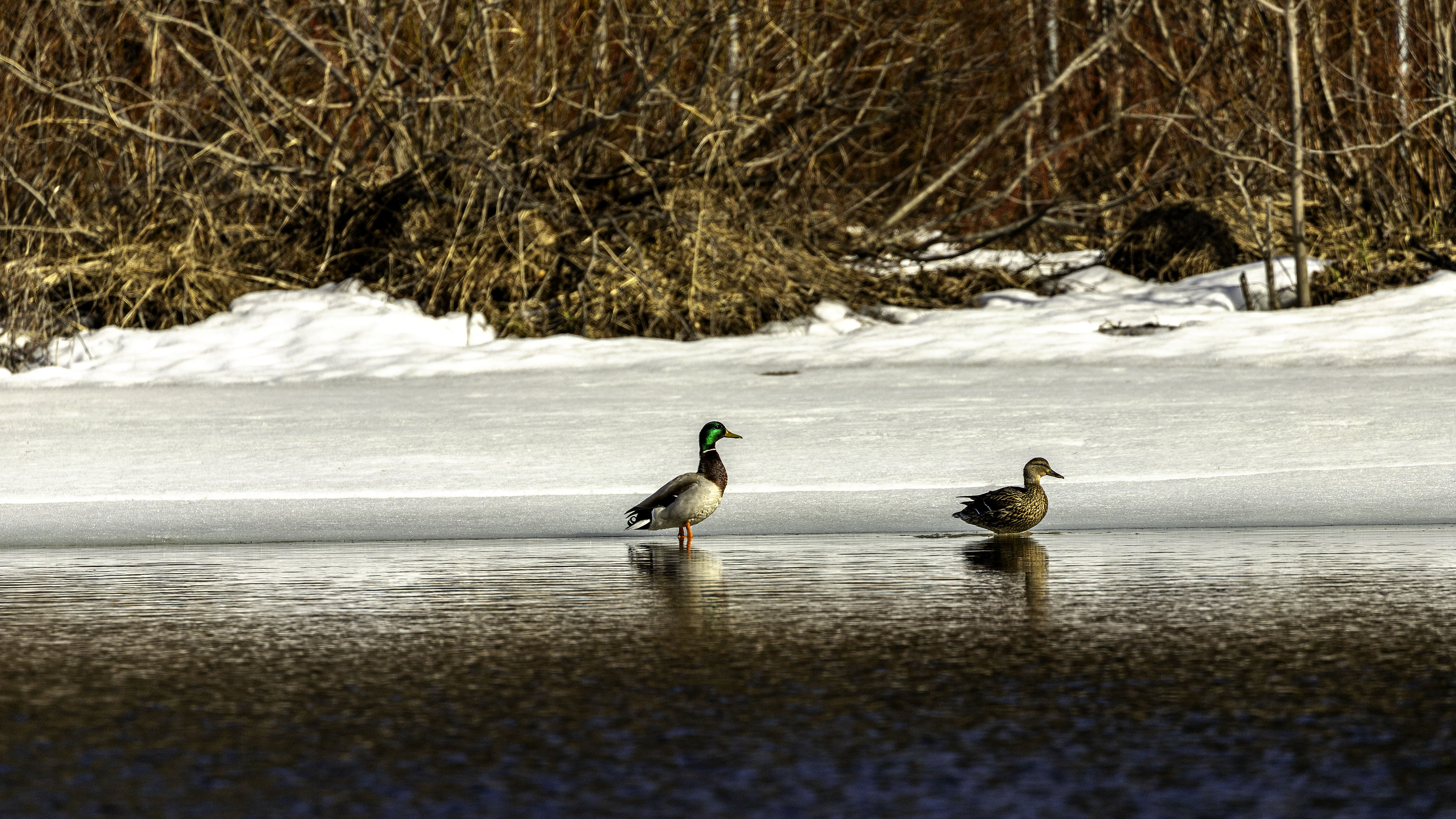 duck_male_female_shore_snow