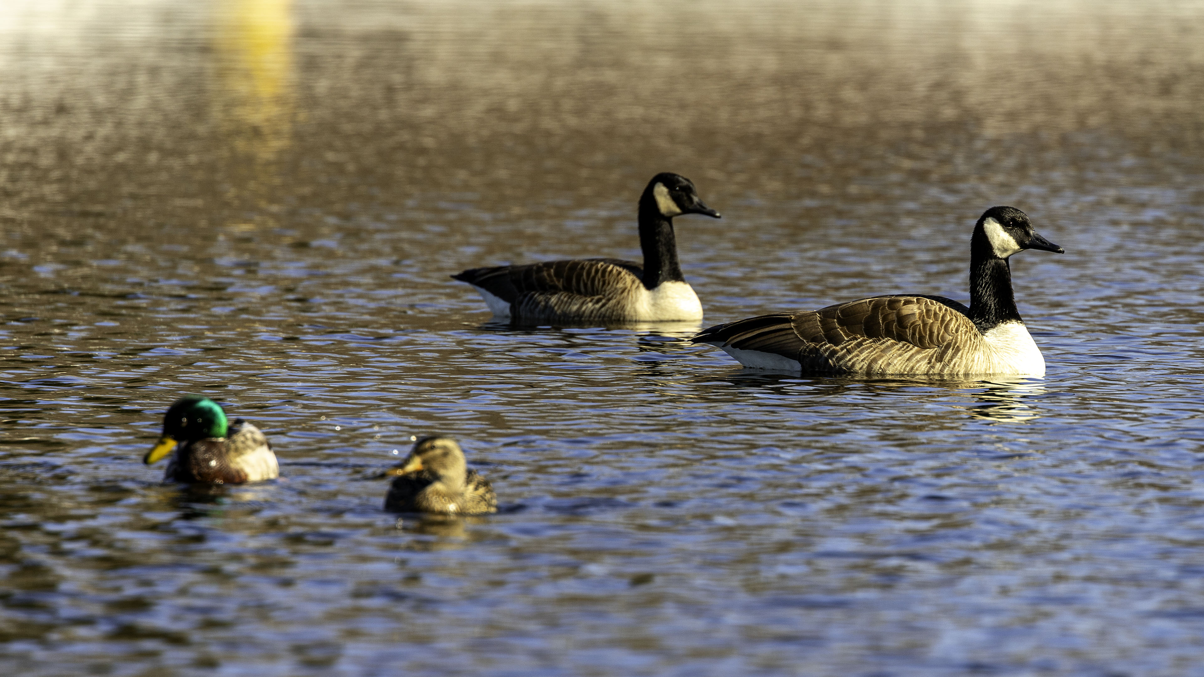 duck_water_canada_goose