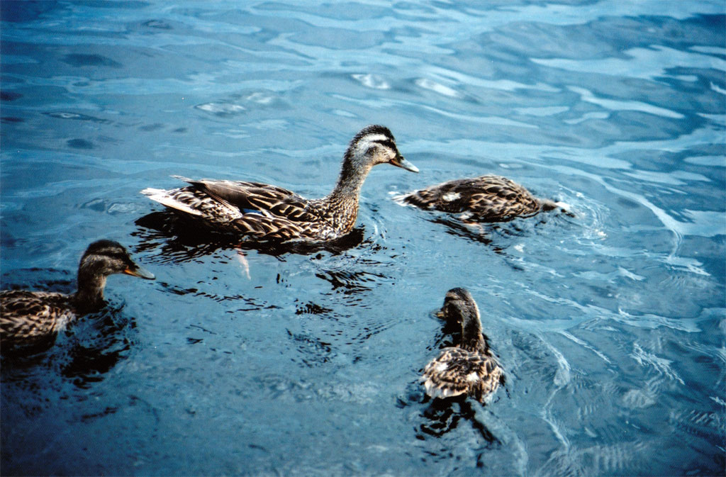 ducks