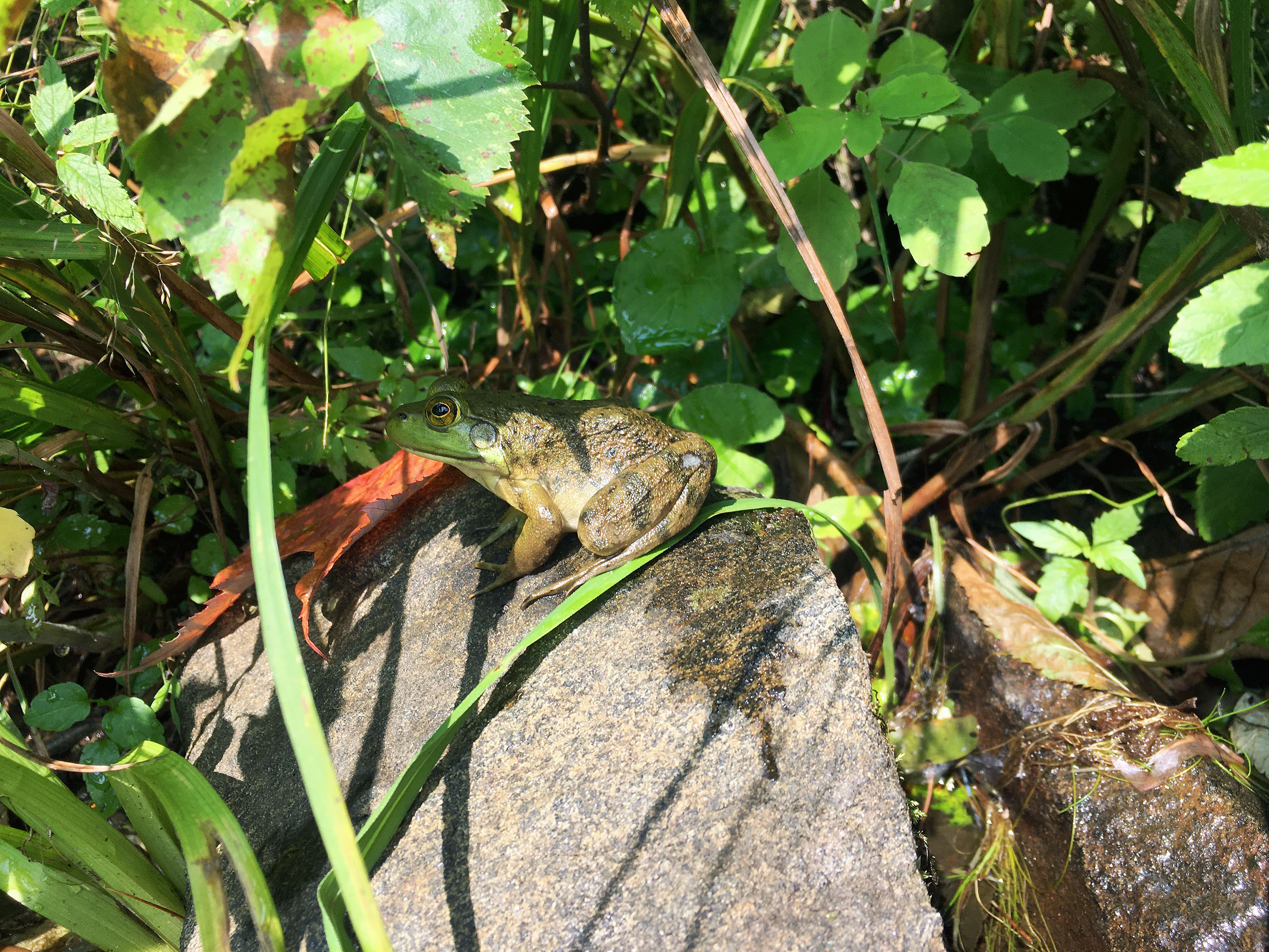 grenouille_roche_lac
