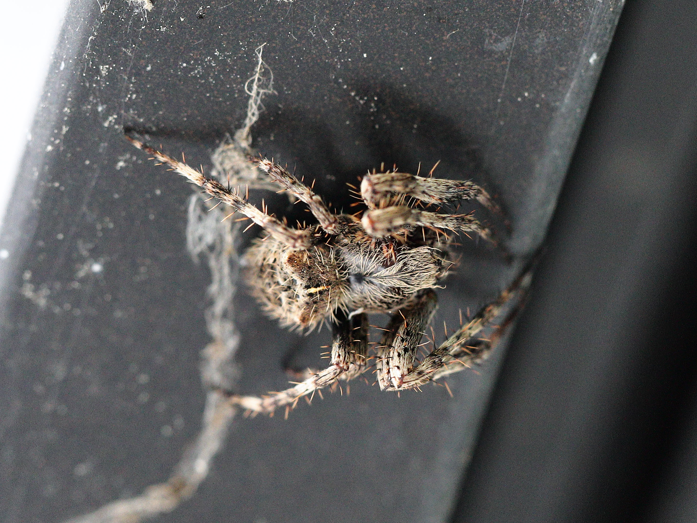 jumpy_spider