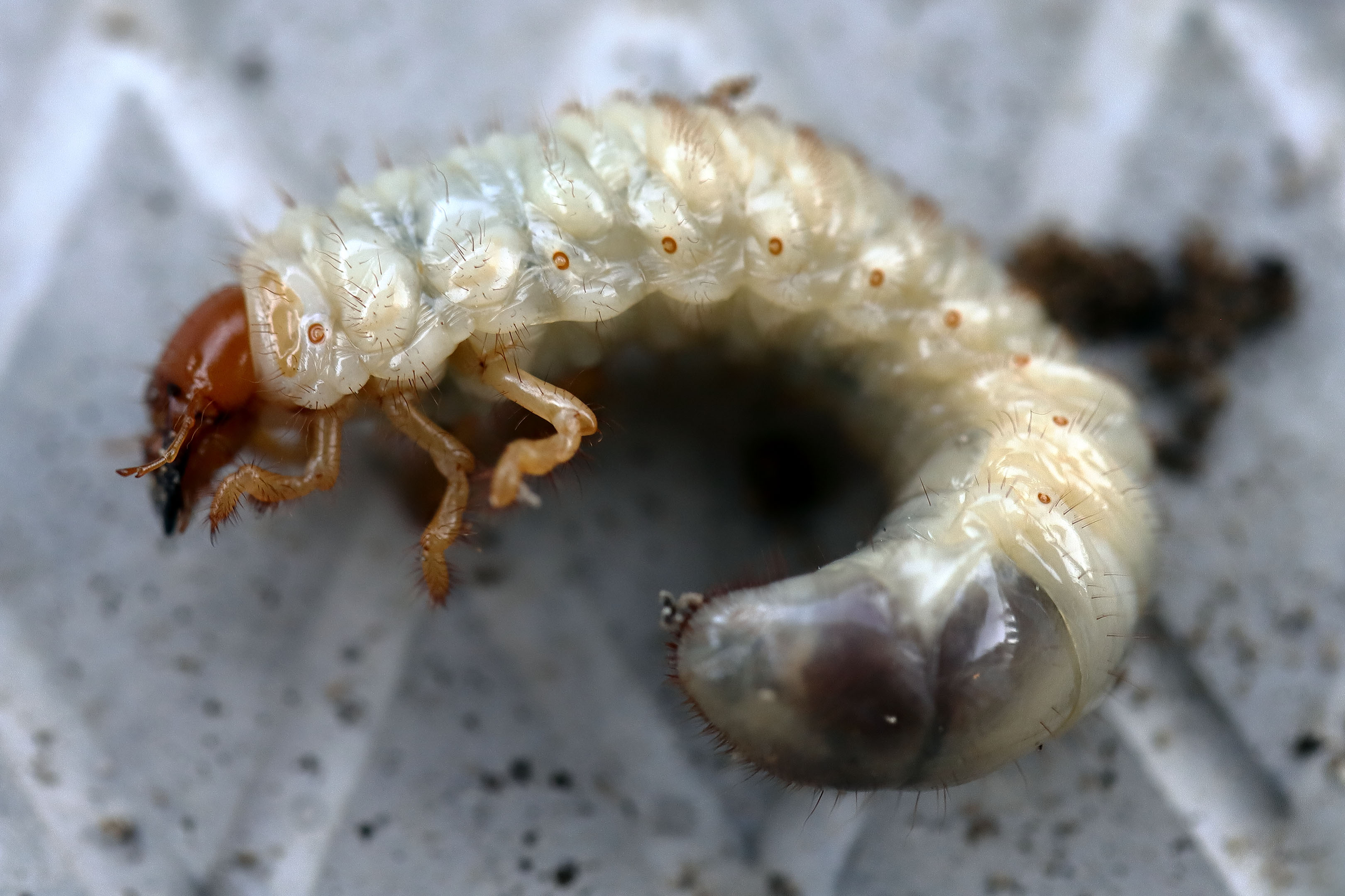 larvae_garden