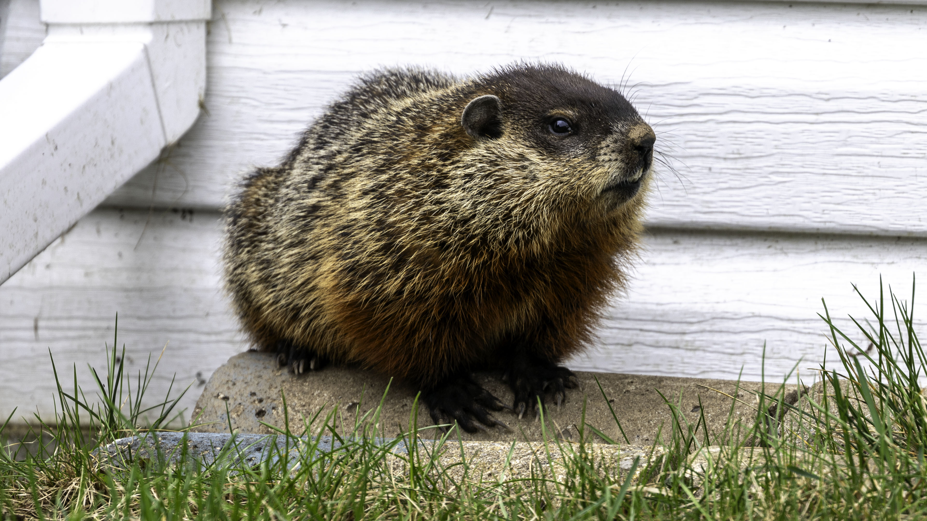 marmot