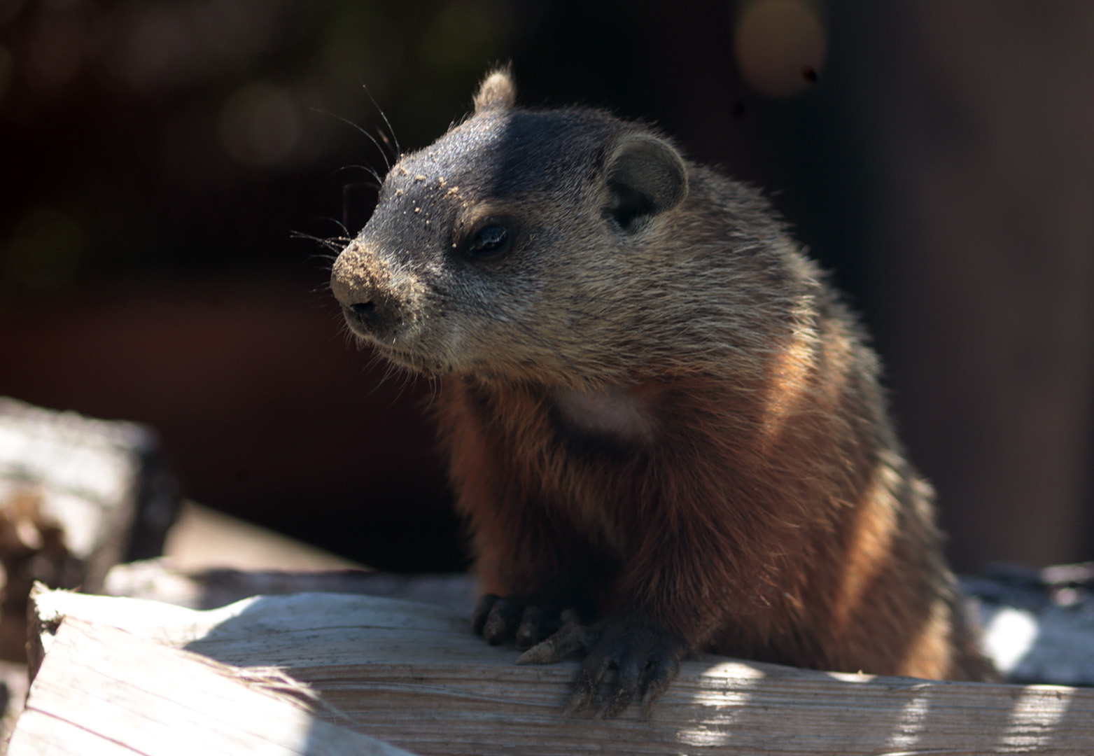 marmotte