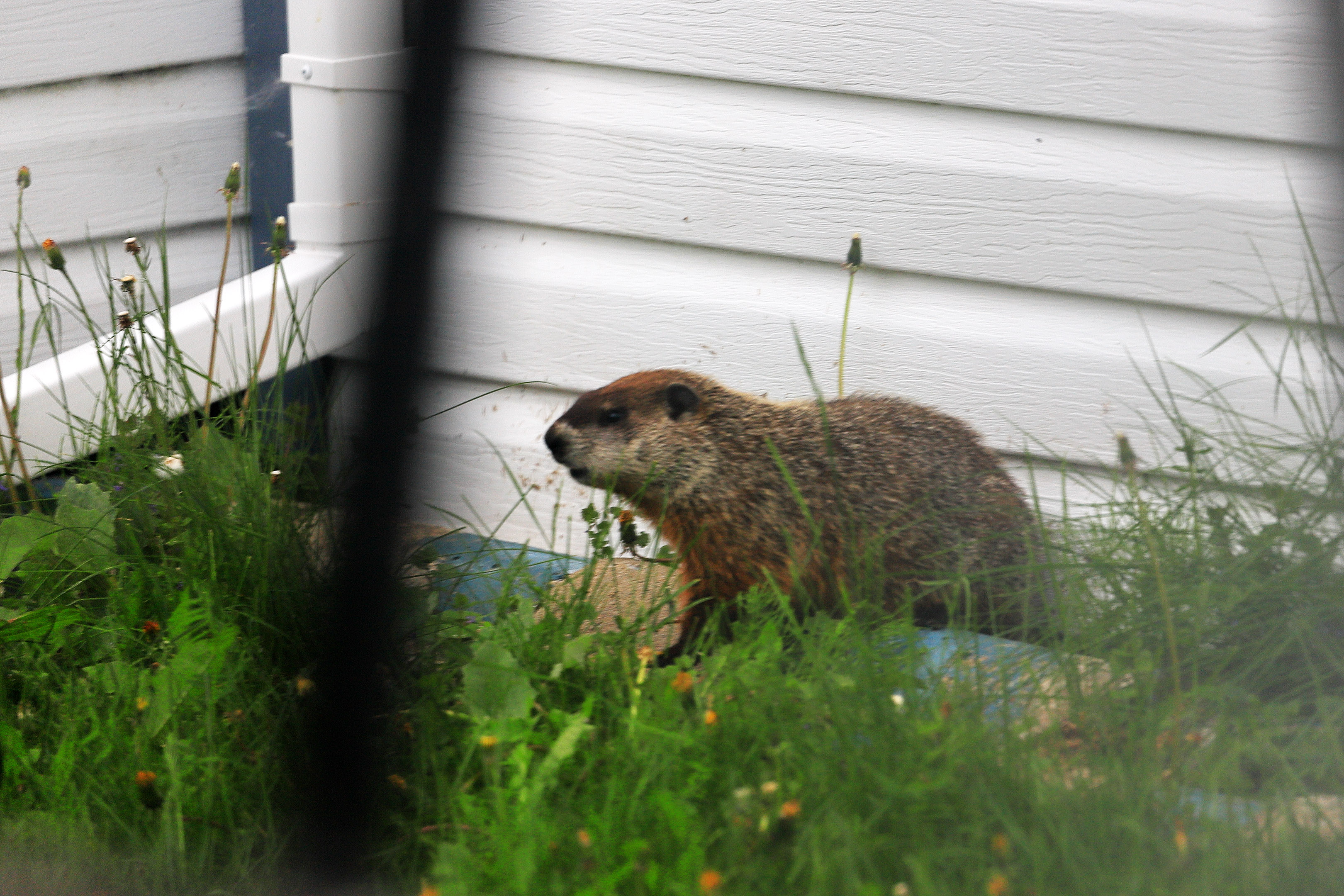 marmotte_cabanon
