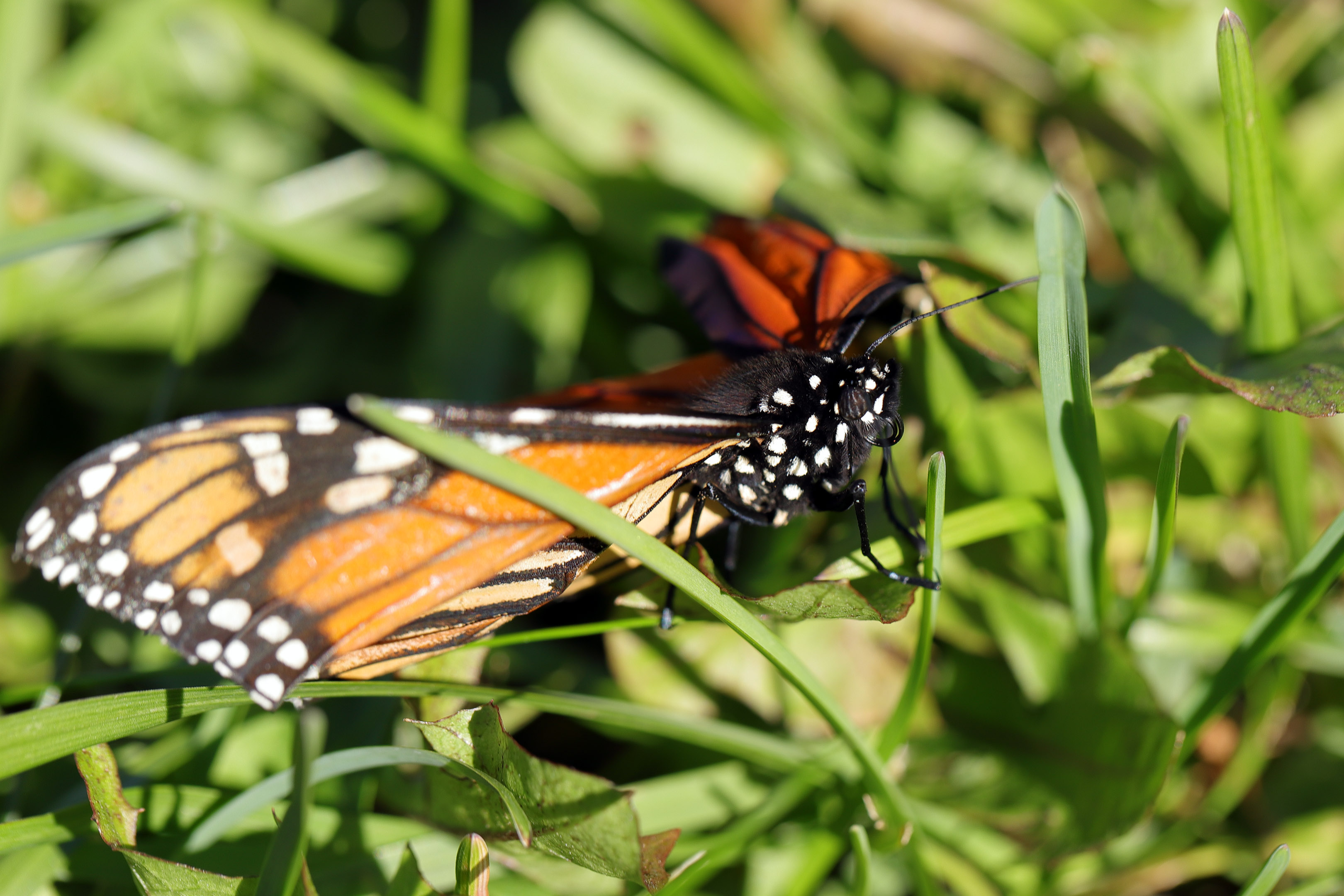 monarch