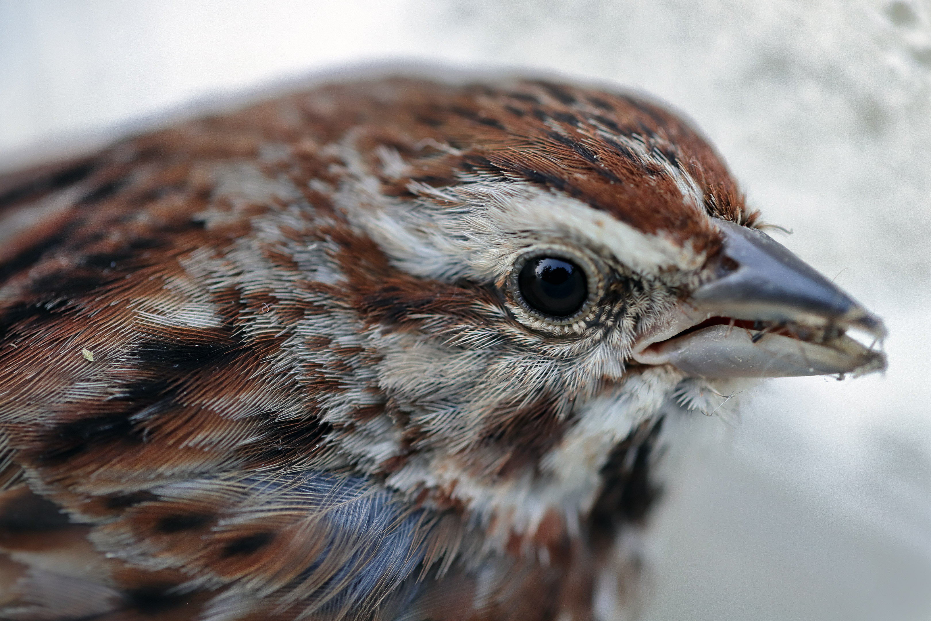 oiseau_macro_garage