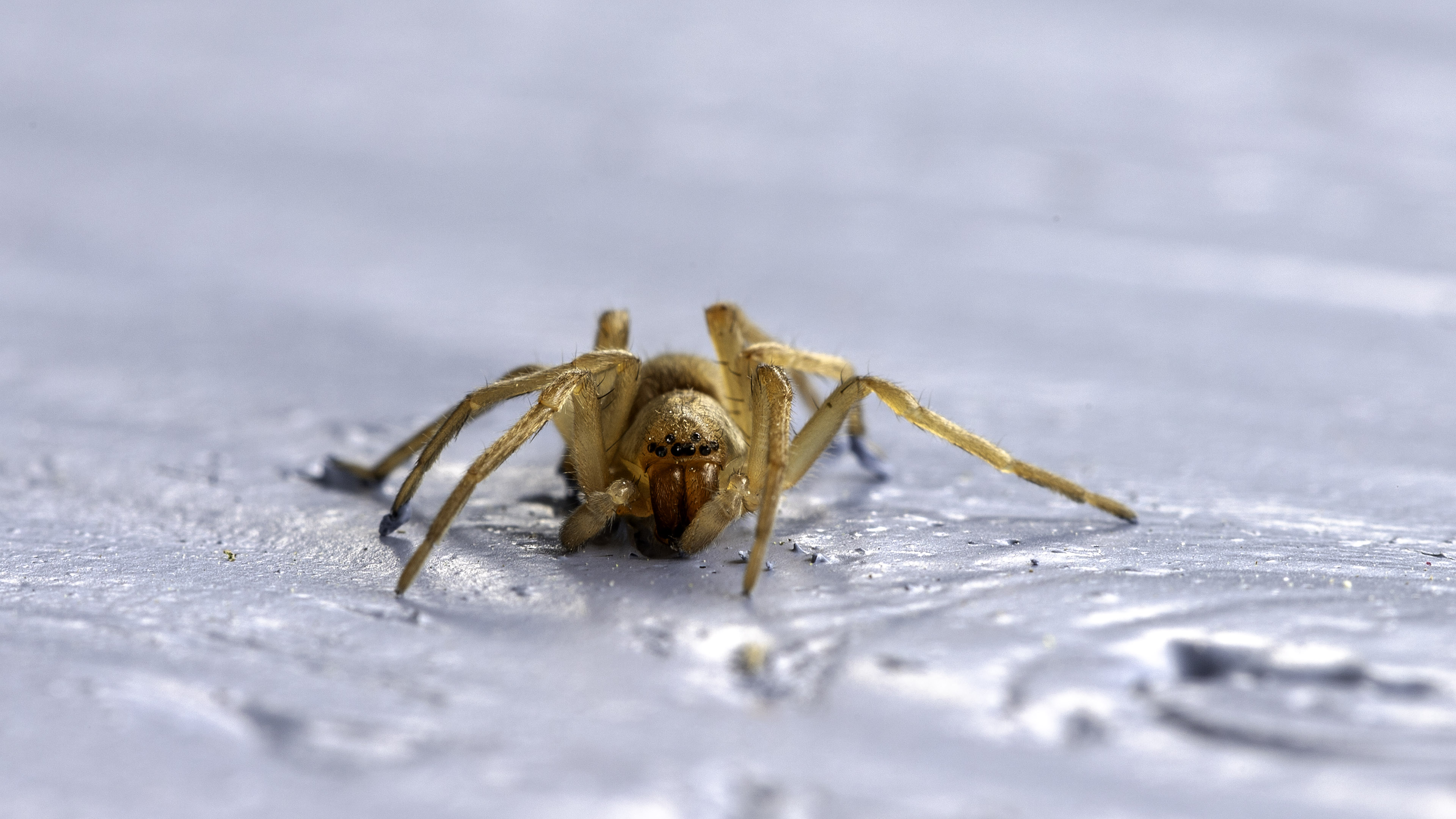paint_spider