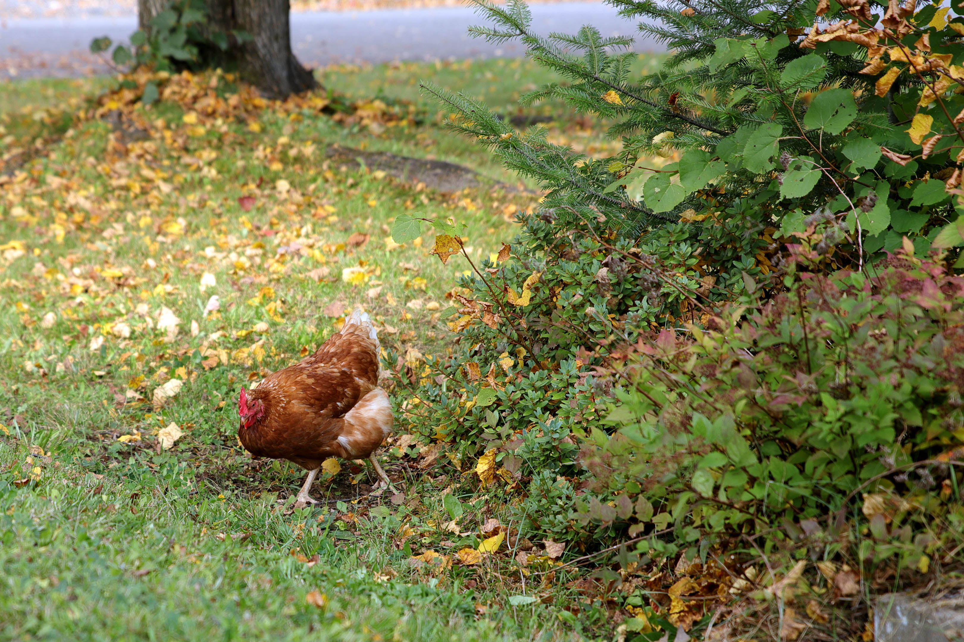 poule