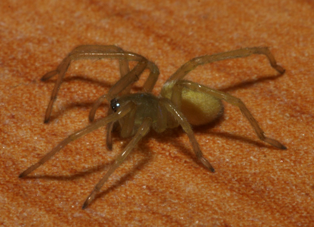 spiders