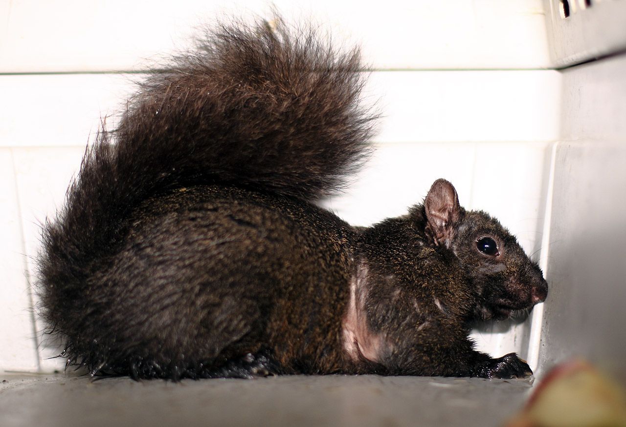 squirrel_02