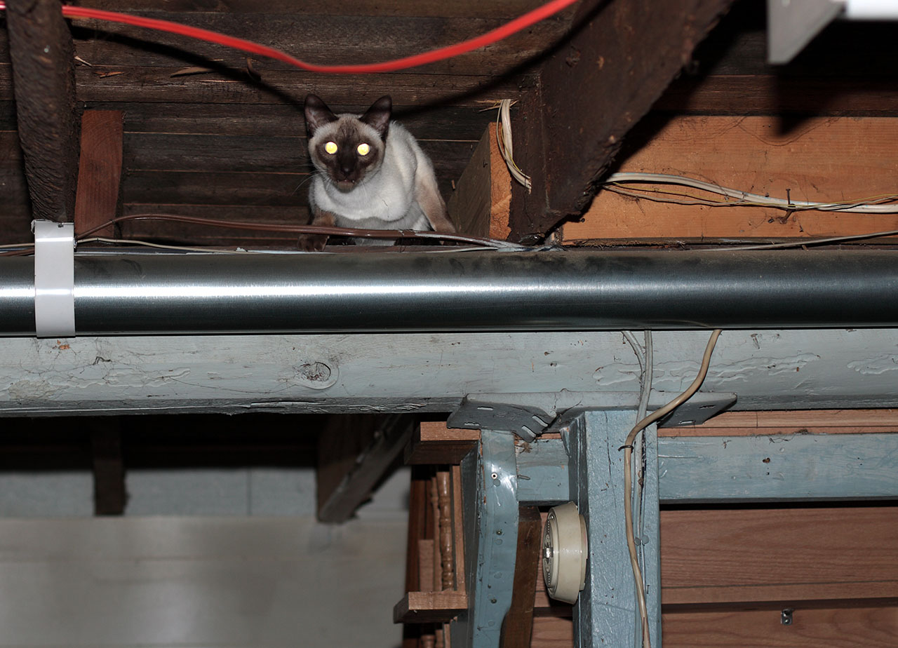 un_chat_dans_le_plafond