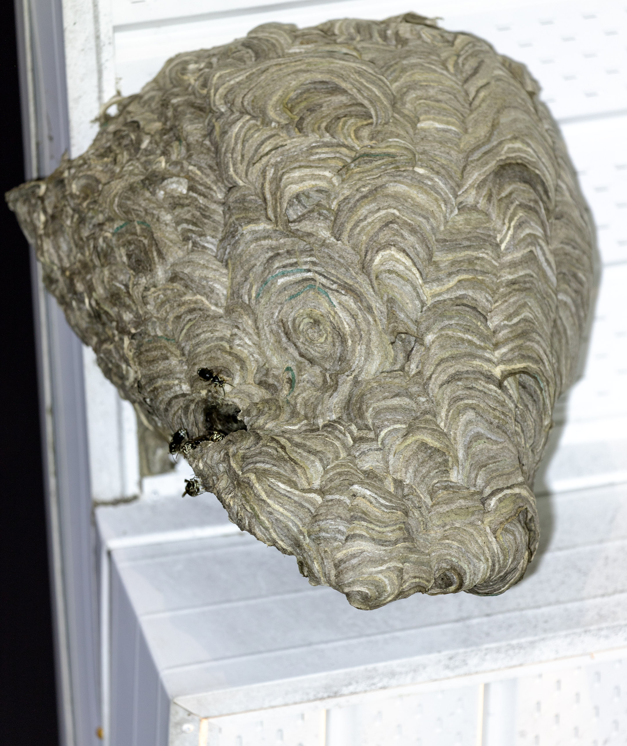 wasp_nest