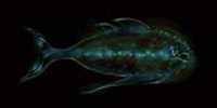 ecarlate_fish