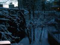 snowtrees1