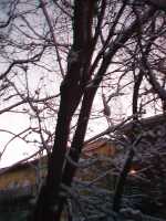 snowtrees2