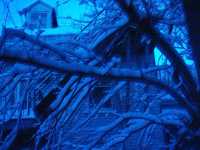 snowtrees3
