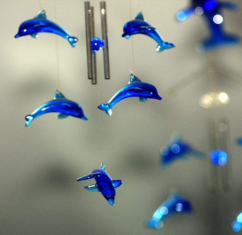 dauphins_tele_flash