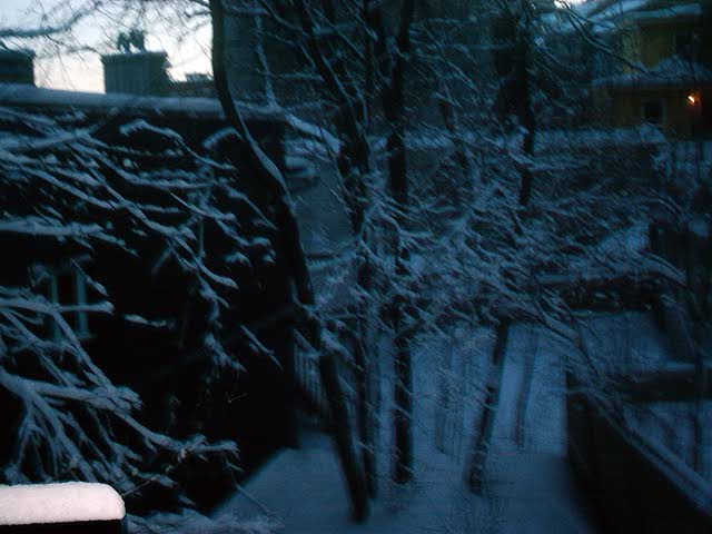 snowtrees1
