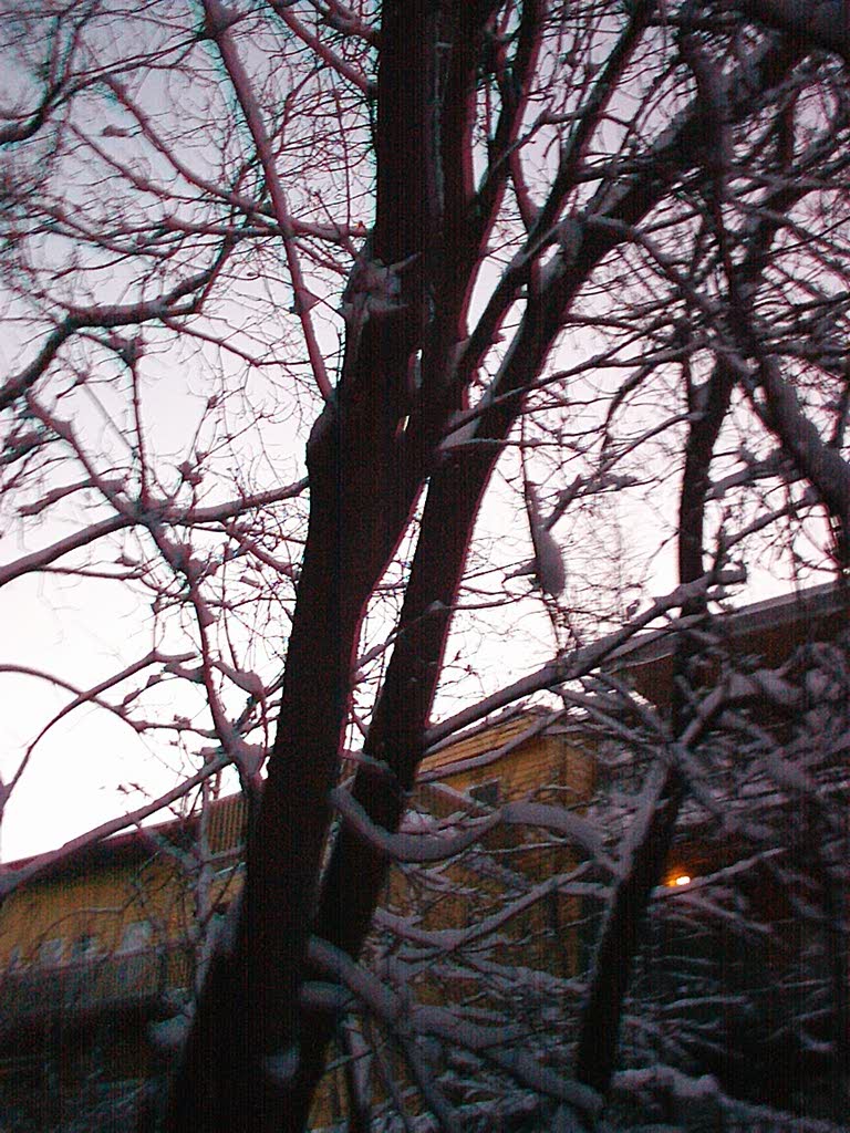snowtrees2