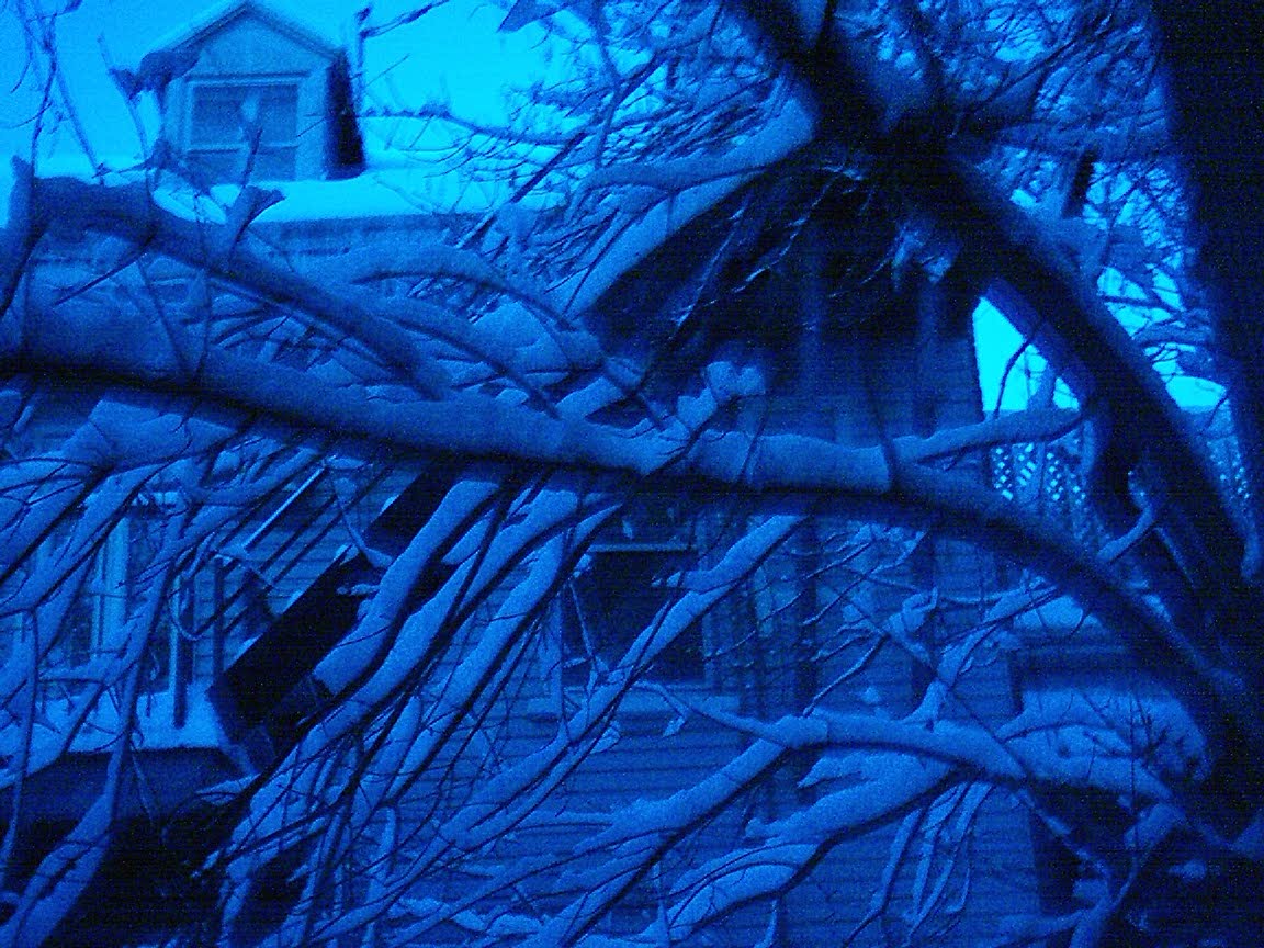snowtrees3