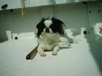 dog
