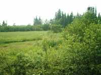 nature_cabane_1