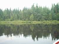 nature_foret_eau_reflet_1