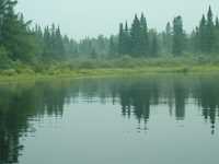 nature_foret_eau_reflet_2