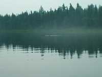 nature_foret_eau_reflet_canards