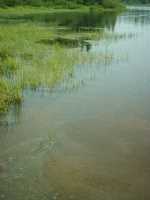 nature_marais