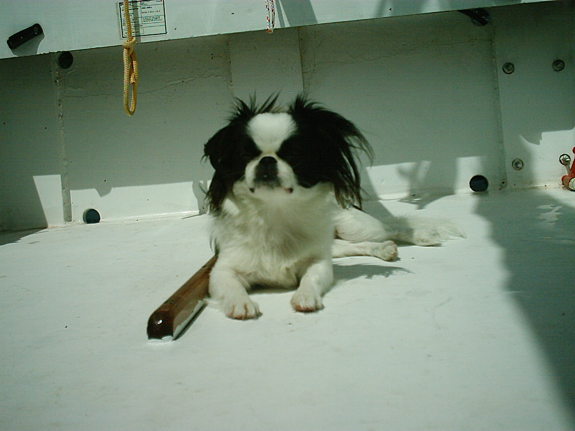 dog