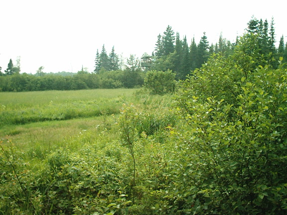 nature_cabane_1