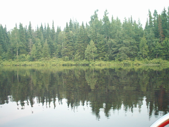 nature_foret_eau_reflet_1