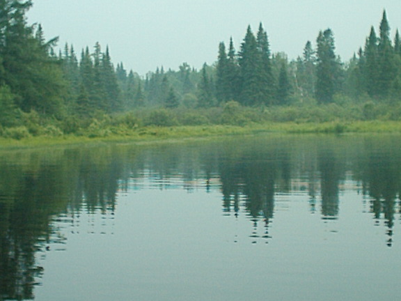 nature_foret_eau_reflet_2