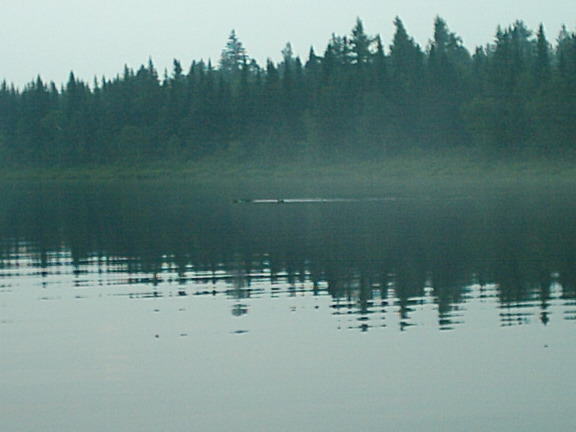 nature_foret_eau_reflet_canards