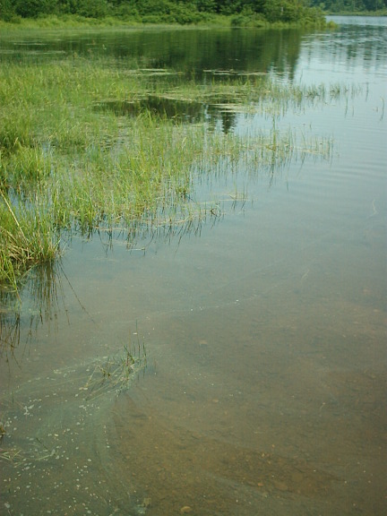 nature_marais