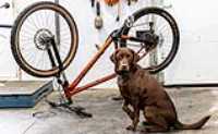 Assegai_TanWall_frontTire_MTB_Taiga