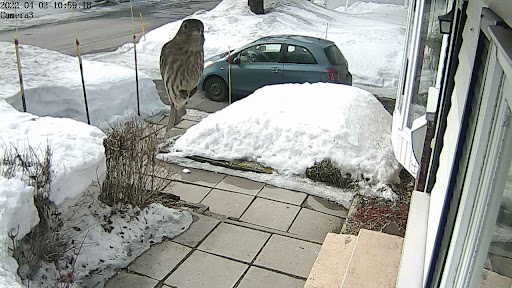 camera_oiseau_yaris