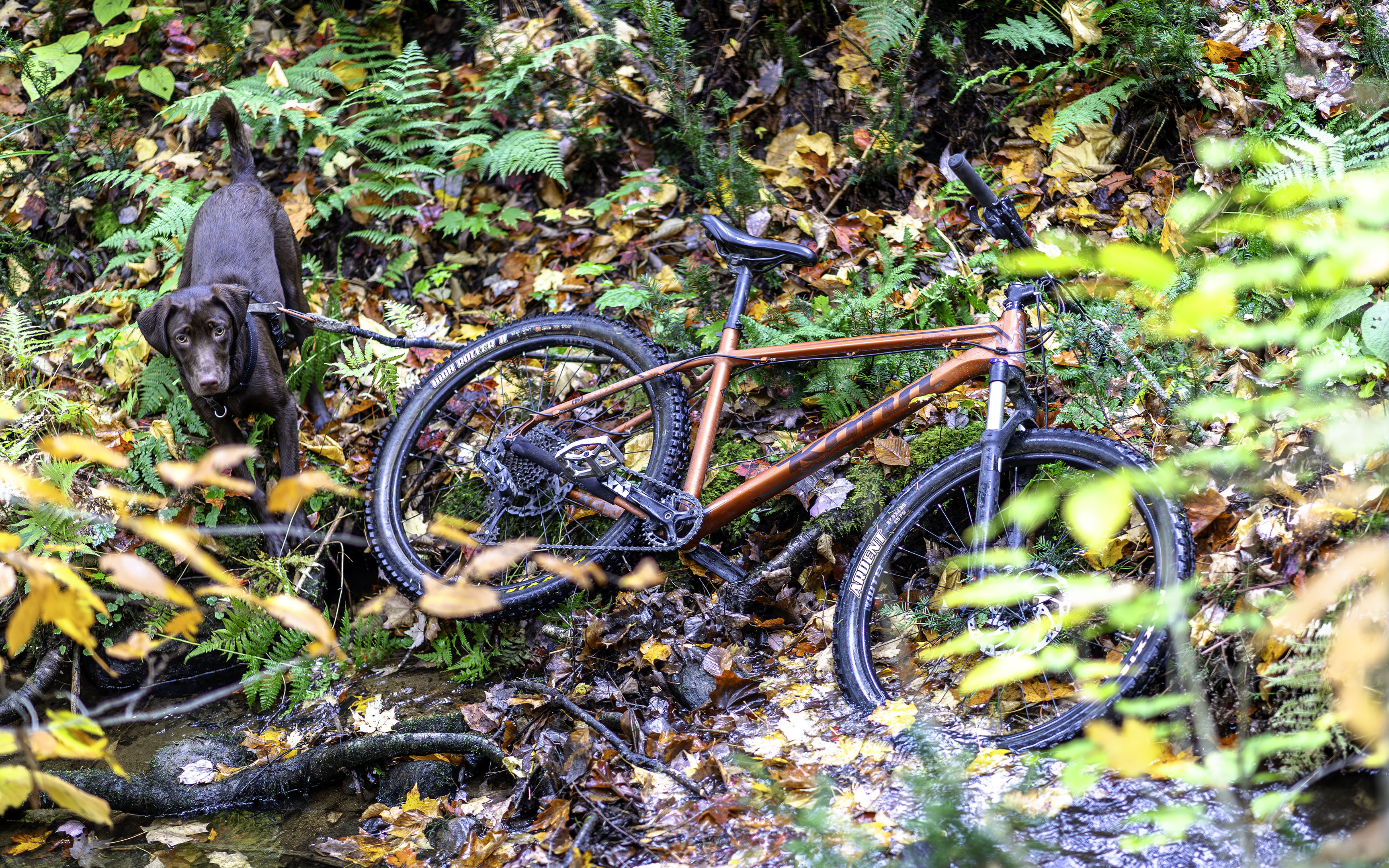 mtb_tire_maxxis_taiga_river