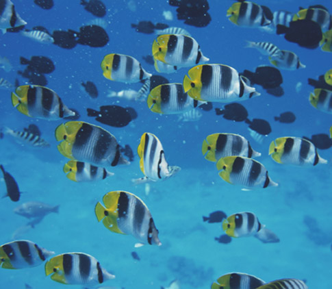 Poisson