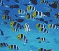 Poisson
