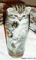 cat_in_a_bottle