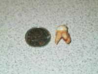 razza_toof
