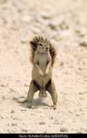 squirrel