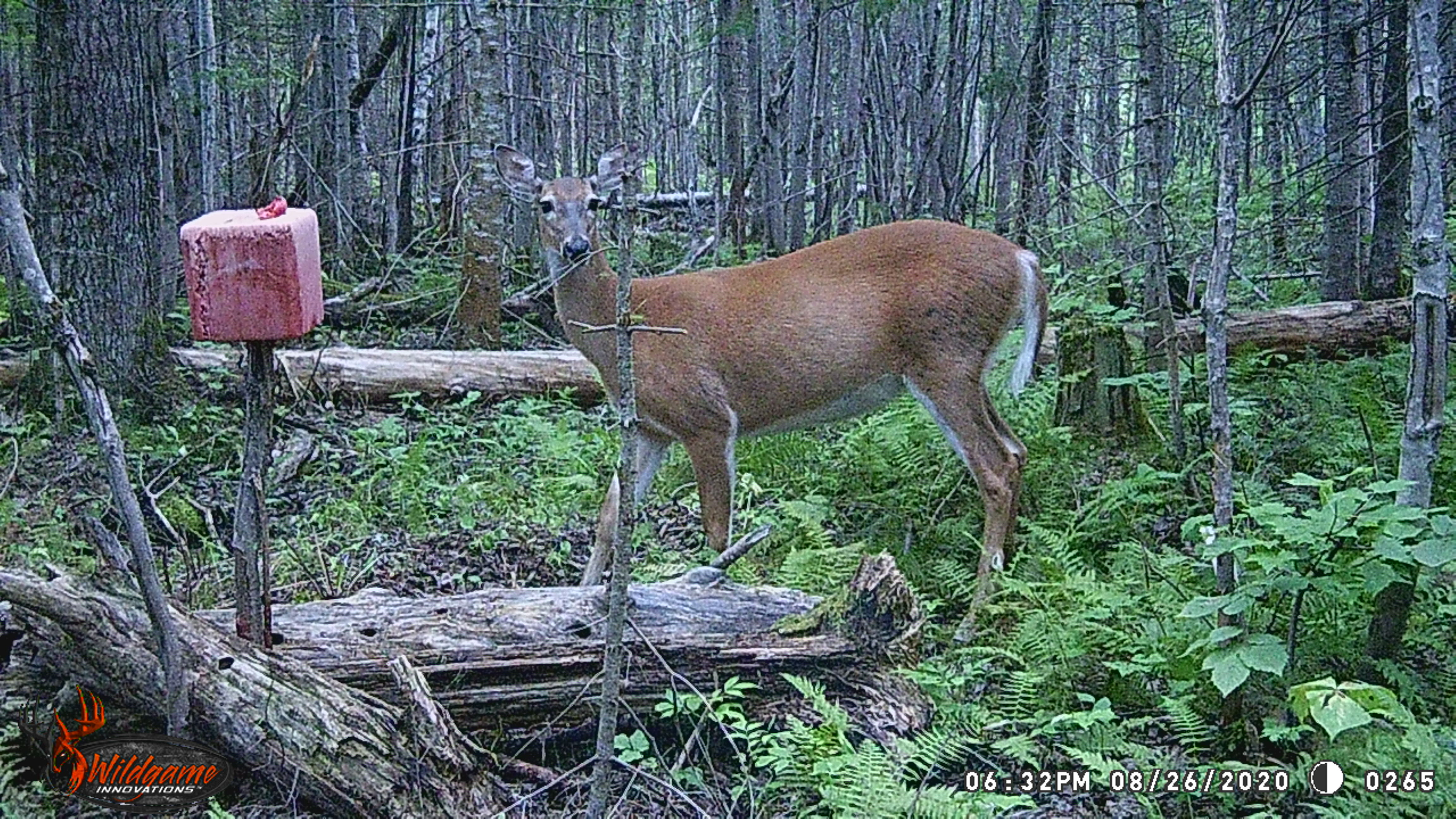 WGI_0265