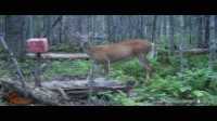 WGI_0265