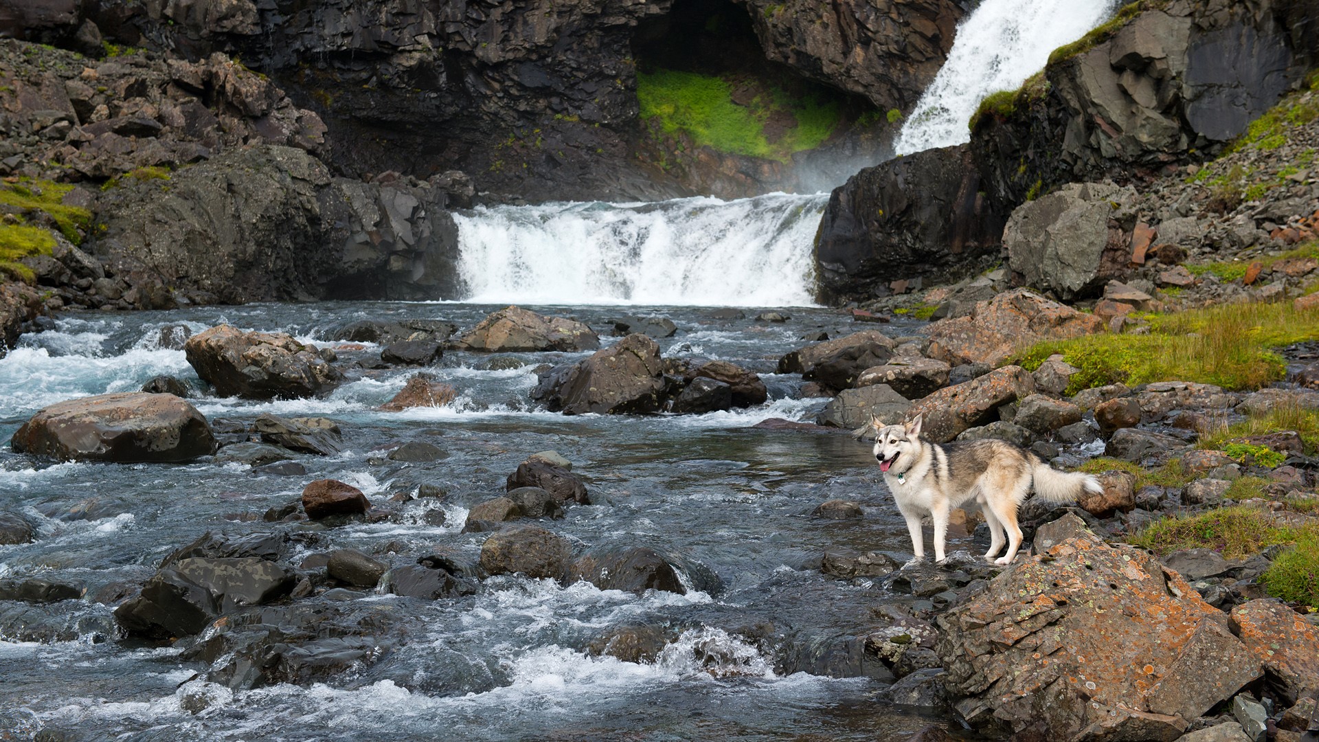 husky