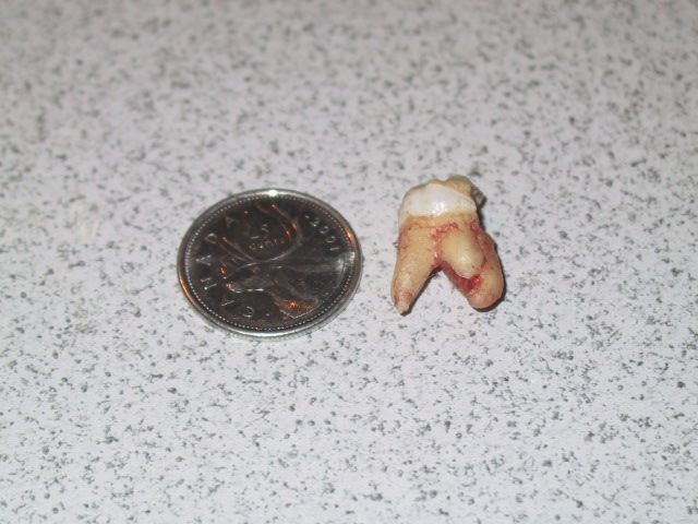 razza_toof