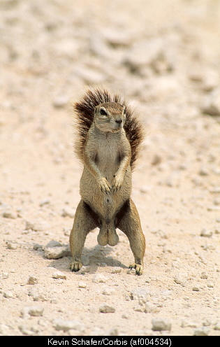 squirrel